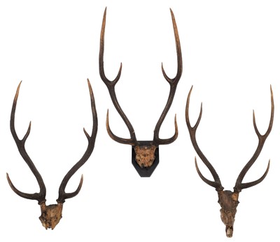 Lot 41 - Antlers/Horns: Axis Deer or Chital (Axis axis),...