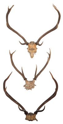 Lot 1 - Antlers/Horns: Three Sets of Scottish Red Deer...