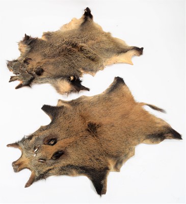 Lot 1115 - Hides/Skins: European Wild Boar Hides, circa...