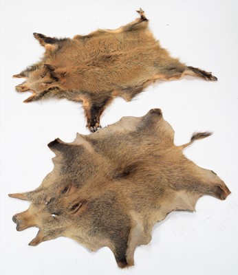 Lot 1115 - Hides/Skins: European Wild Boar Hides, circa...