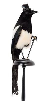 Lot 319 - Taxidermy: The Anthropomorphic Distinguished...