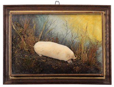 Lot 318 - Taxidermy: A Wall Cased Albino Mole (Talpa...