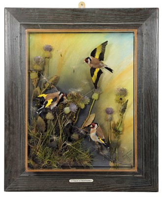 Lot 165 - Taxidermy: A Wall Cased Charm Of European Gold...