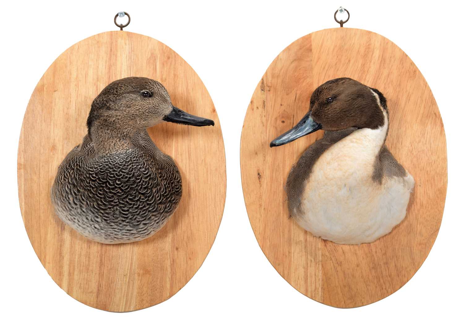 Lot 64 - Taxidermy: A Gadwall and Pintail Duck Neck...