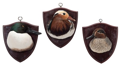 Lot 255 - Taxidermy: A Trio of Duck Neck Mounts, modern,...