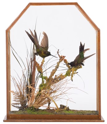 Lot 212 - Taxidermy: A Late Victorian Cased Pair of...