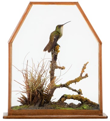 Lot 256 - Taxidermy: A Late Victorian Cased Andean...