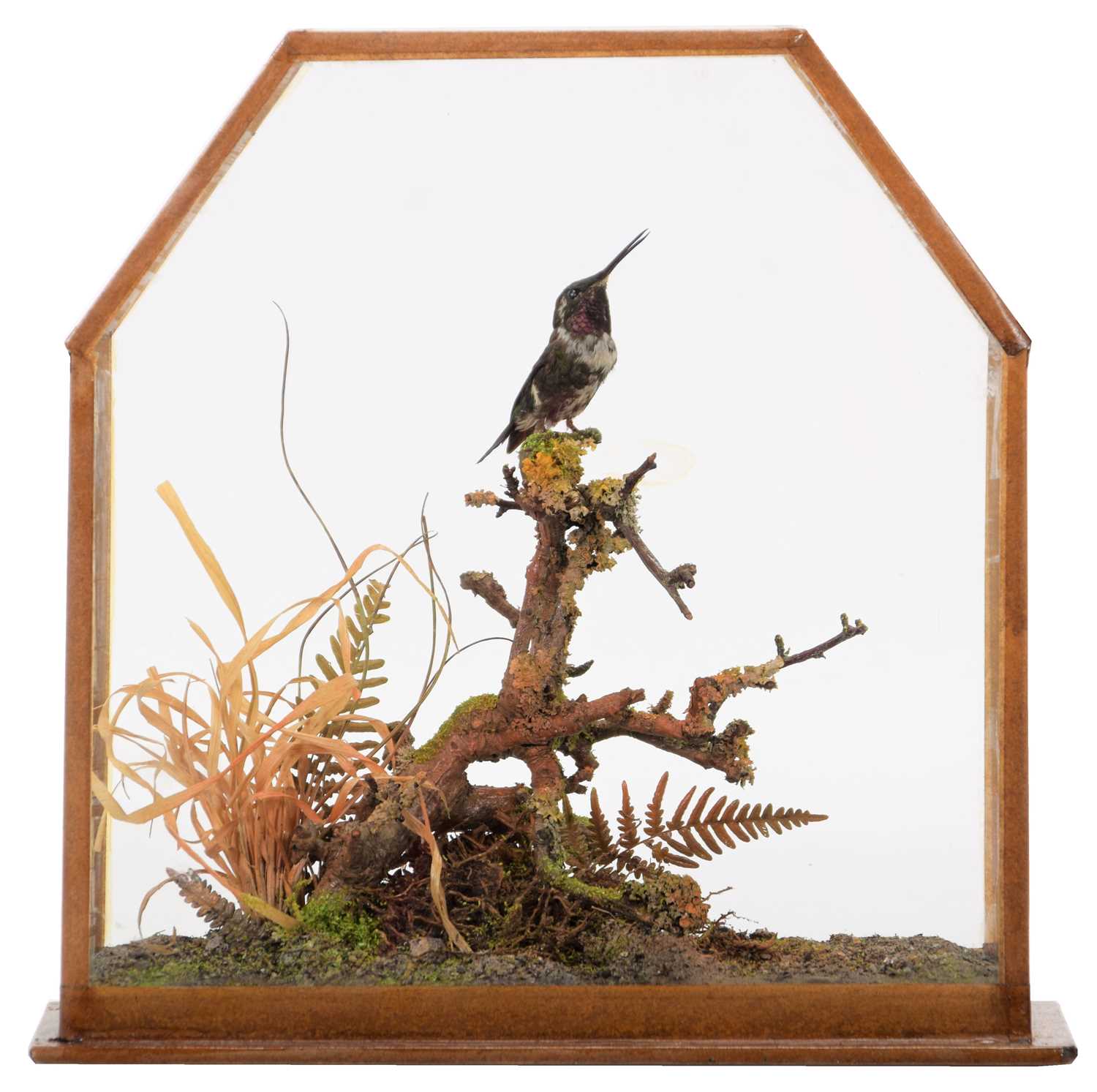 Lot 69 - Taxidermy: A Late Victorian Cased Amethyst...