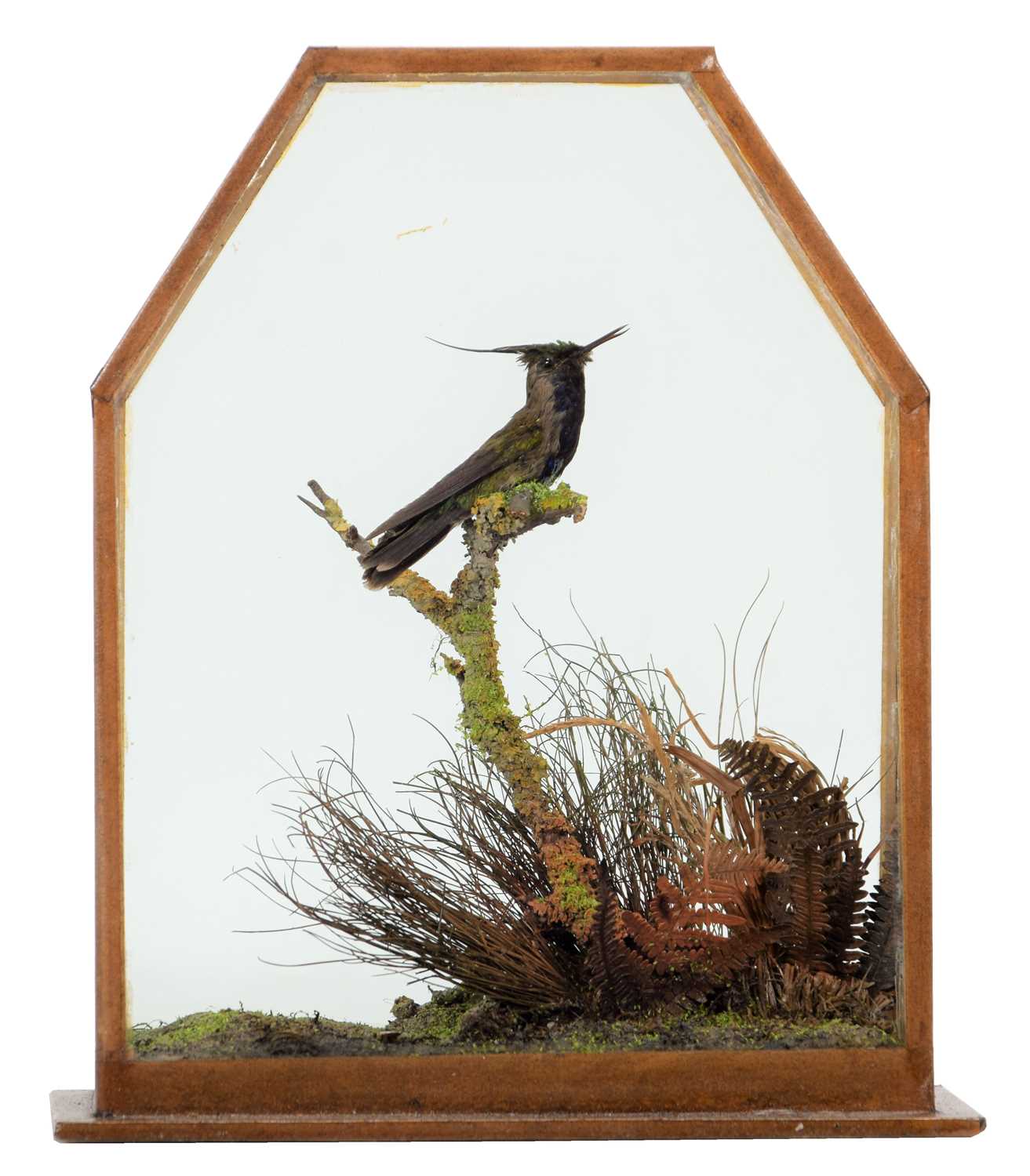 Lot 59 - Taxidermy: A Late Victorian Cased Plovercrest...