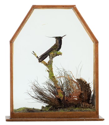 Lot Taxidermy: A Late Victorian Cased Plovercrest...