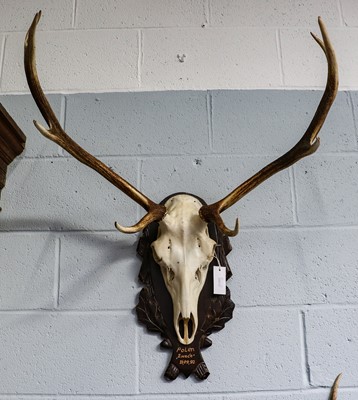 Lot 1247 - Antlers/Horns: Two Sets of European Red Deer...