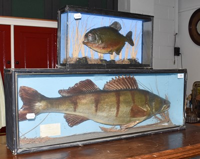 Lot 395 - ~Taxidermy: A Cased Zander and Cased Pirahna,...