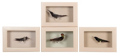 Lot 245 - Taxidermy: A Collection of Four Cased...