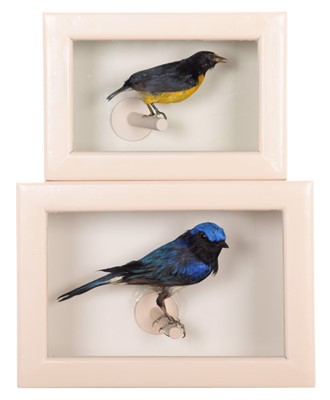 Lot 161 - Taxidermy: A Cased Victorian Blue-and White...