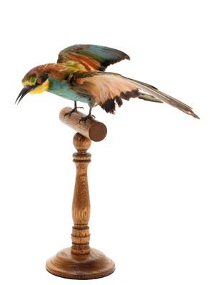 Lot 170 - Taxidermy: A European Bee-eater (Merops...