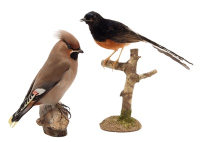 Lot 259 - Taxidermy: A Bohemian Waxwing & White-Rumped...