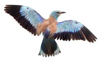 Lot 320 - Taxidermy: A European Roller (Coracias...