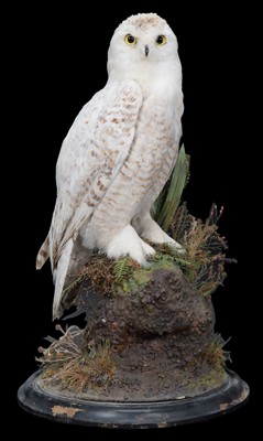 Lot 268 - Taxidermy: A Late Victorian Snowy Owl (Bubo...