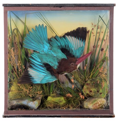 Lot 178 - Taxidermy: A Cased White-Throated Kingfisher...