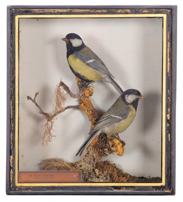 Lot 322 - Taxidermy: A Cased Pair of Great Tits (Parus...