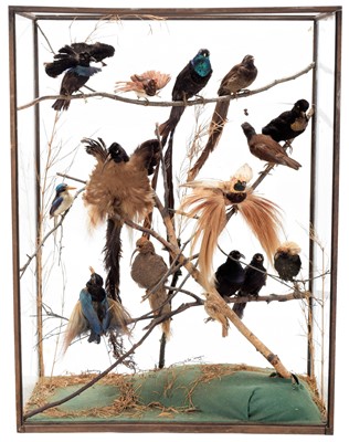 Lot 261 - Taxidermy: A Large Cased Diorama of Birds of...