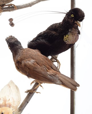 Lot 261 - Taxidermy: A Large Cased Diorama of Birds of...