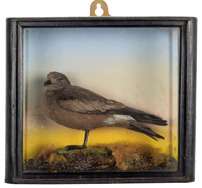 Lot 174 - Taxidermy: A Cased Leach's Storm Petrel...