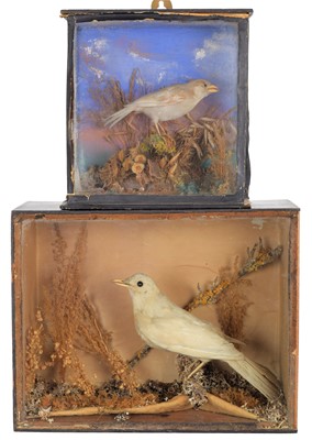 Lot 267 - Taxidermy: A Cased White Black Bird and Cased...