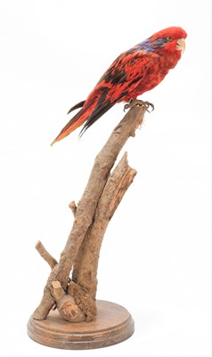 Lot 263 - Taxidermy: A Blue-Streaked Lory (Eos...