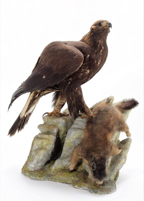 Lot 215 - Taxidermy: A Golden Eagle (Aquila chrysaetos),...