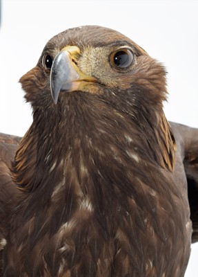 Lot 215 - Taxidermy: A Golden Eagle (Aquila chrysaetos),...