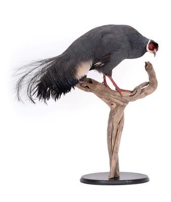 Lot 260 - Taxidermy: A Blue-Eared Pheasant (Crossoptilon...