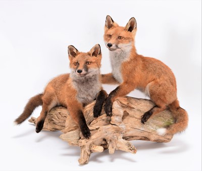 Lot 171 - Taxidermy: A Pair of Red Fox Cubs (Vulpes...
