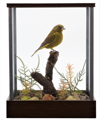 Lot 264 - Taxidermy: A Cased Greenfinch (Chloris...
