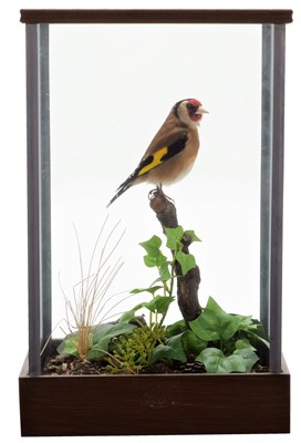 Lot 173 - Taxidermy: A Cased Goldfinch (Carduelis...