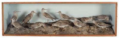 Lot 175 - Taxidermy: A Late Victorian Cased Diorama of...
