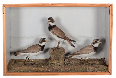 Lot 321 - Taxidermy: A late Victorian Cased Trio of...