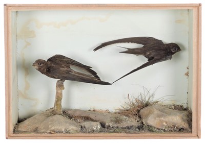 Lot 176 - Taxidermy: A Cased Pair of Common Swifts (Apus...