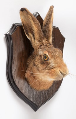 Lot 181 - Taxidermy: European Hare Head Mount (Lepus...