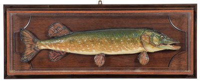 Lot 227 - Taxidermy: A Cased Northern Pike (Esox lucius),...