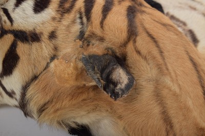 Lot 364 - Taxidermy: Bengal Tiger Skin Rug (Panthera...