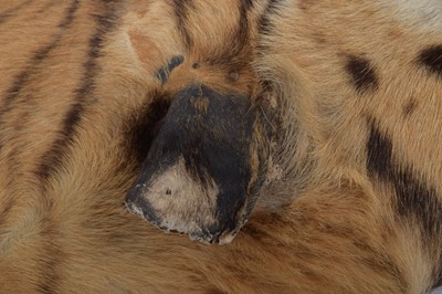 Lot 364 - Taxidermy: Bengal Tiger Skin Rug (Panthera...