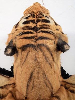 Lot 364 - Taxidermy: Bengal Tiger Skin Rug (Panthera...