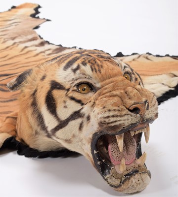 Lot 364 - Taxidermy: Bengal Tiger Skin Rug (Panthera...