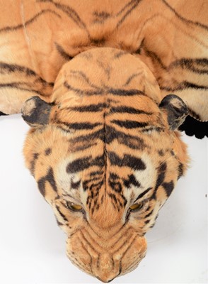 Lot 364 - Taxidermy: Bengal Tiger Skin Rug (Panthera...