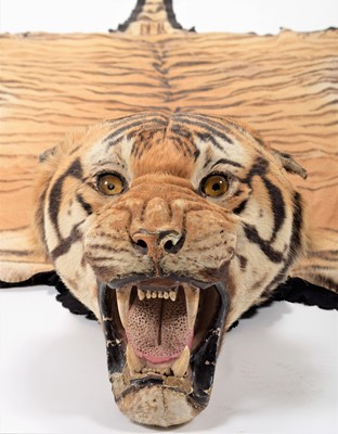 Lot 364 - Taxidermy: Bengal Tiger Skin Rug (Panthera...