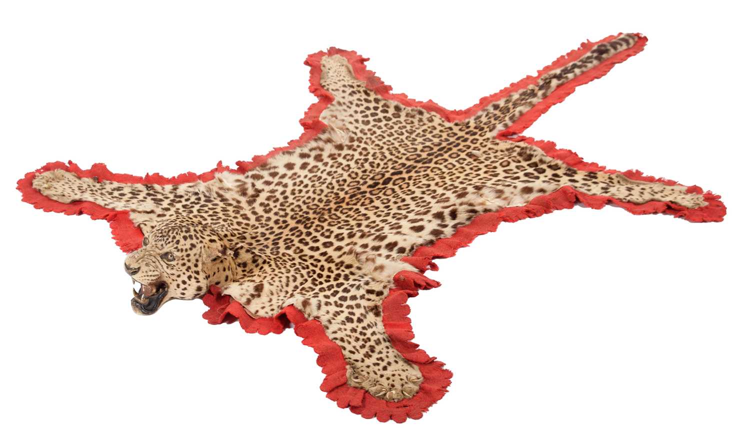 Lot 180 - Taxidermy: Indian Leopard Skin Rug (Panthera...