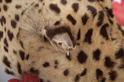 Lot 180 - Taxidermy: Indian Leopard Skin Rug (Panthera...