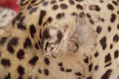 Lot 180 - Taxidermy: Indian Leopard Skin Rug (Panthera...