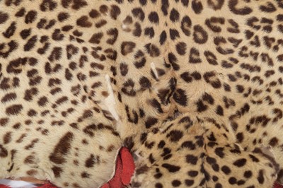 Lot 180 - Taxidermy: Indian Leopard Skin Rug (Panthera...